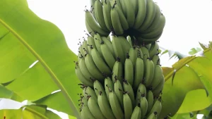 Do sonho ao campo: produtor investe em 8,5 mil pés de banana