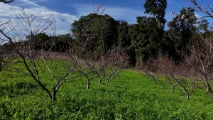 Floração dos pessegueiros