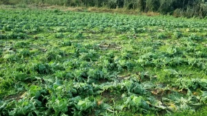 Temporal em Agronômica. Prefeito decreta situação de emergência