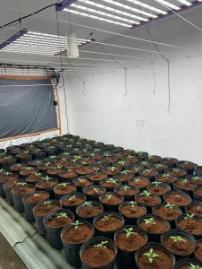 Polícia Civil encontra laboratório clandestino com 187 pés de maconha em Blumenau