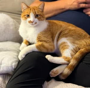 🐾 Gato desaparecido: família procura por Caramelo