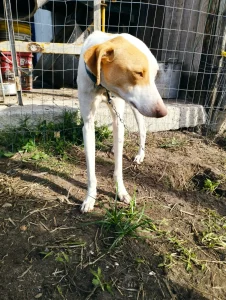 Ação conjunta resulta na apreensão de 36 aves e um cão em Florianópolis