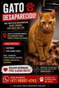 Gato desaparecido em Indaial: família procura por Luk