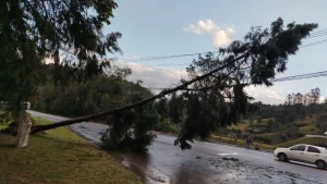 Queda de árvore interrompe trânsito na SC-302 e mobiliza Bombeiros e Celesc em Aurora