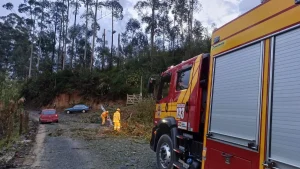 Bombeiros removem árvore e identificam postes com risco de queda entre Agrolândia e Trombudo Central