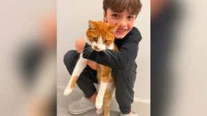 Após mais de 30 dias desaparecido, gato Caramelo é encontrado e volta para casa em Rio do Sul