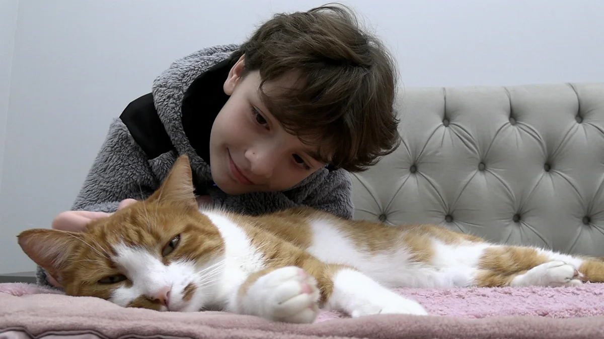 Gato2