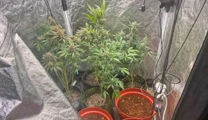Jovem preso por cultivo de maconha é encontrado morto em penitenciária de SC