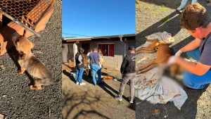 Filhote desnutrido e cão morto são encontrados após denúncia de maus-tratos em Rio do Campo