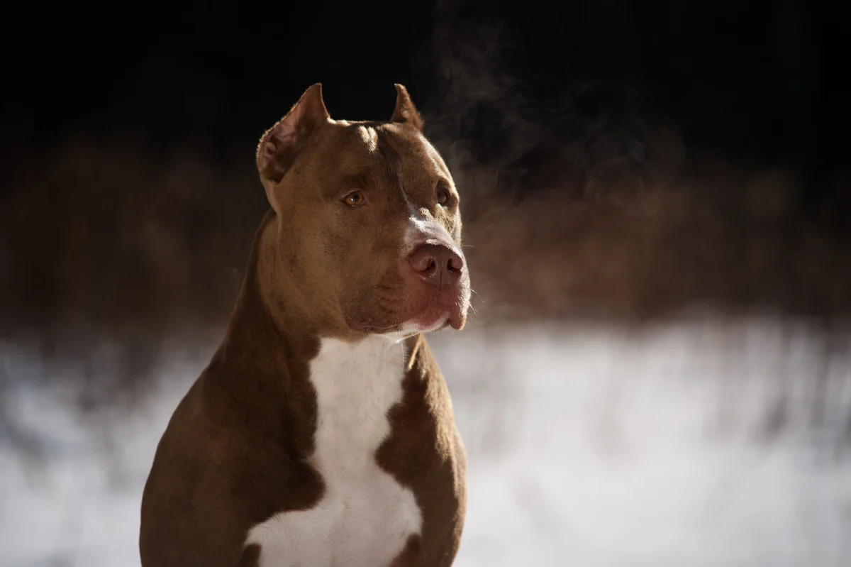 Pit Bull 521236051