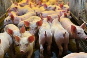 Produtor rural será indenizado em R$ 110 mil após problemas com cisterna em SC
