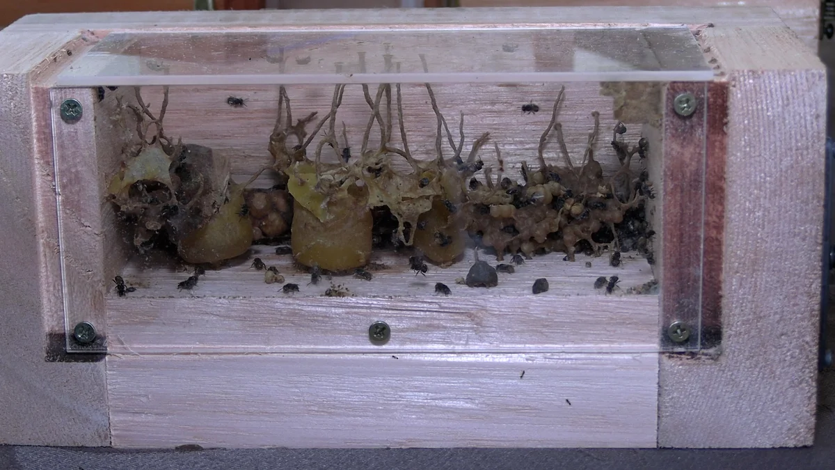 Abelhas
