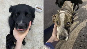 Cães perdidos no bairro Progresso, em Rio do Sul