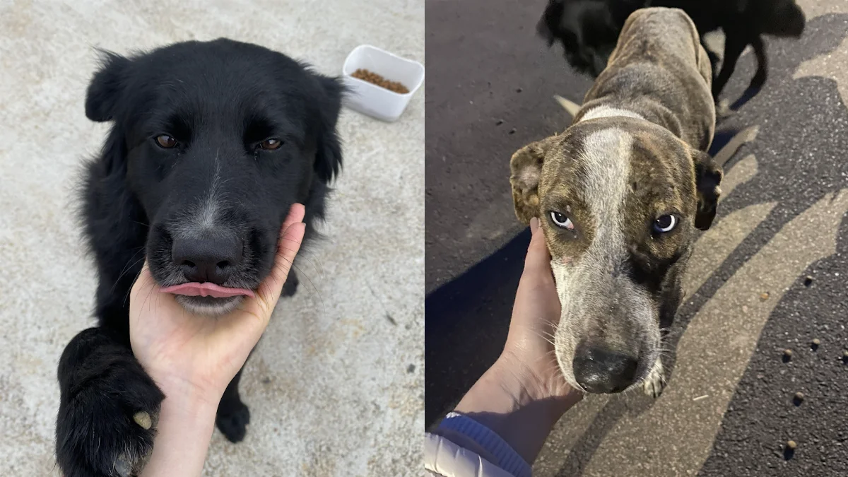 CÃes