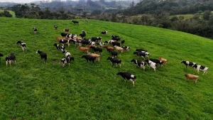 Jovem estudante de Rio do Campo cria sistema com IA para detectar quando as vacas entram no cio