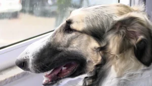 Galgo Russo leva alegria para a APAE de Rio do Sul