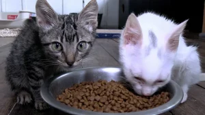 ONG que captura gatos para castração precisa de apoio