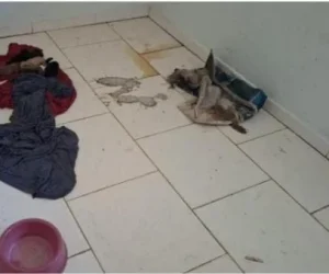 Cadela e 12 filhotes são encontrados abandonados em casa em Indaial