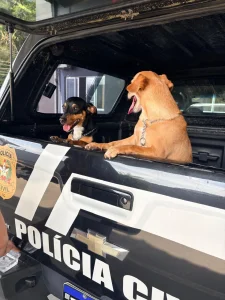 Polícia Civil indicia autor por maus-tratos e resgata cães após caso de enforcamento em elevador em Blumenau
