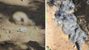 Cães vivos e cerca de 25 animais mortos são encontrados em área de Lages