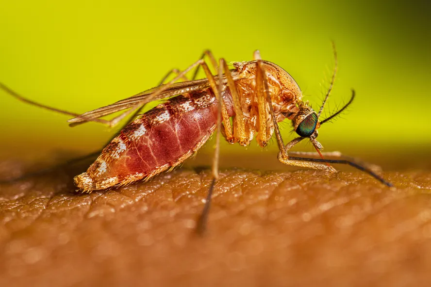 Mosquito Culex