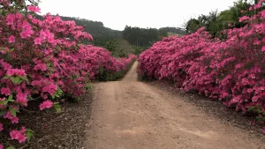 A beleza que floresce há 30 anos em Lontras