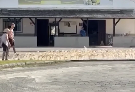 Patos 04 09