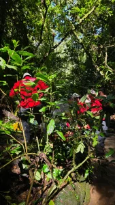 Homem fica ferido após cair de seis metros em cachoeira em Ascurra