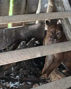 Leão-baio é resgatado dentro de galinheiro em propriedade rural de Bom Retiro