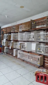 Operação Gaiola Vazia prende quatro pessoas e resgata 11 aves silvestres