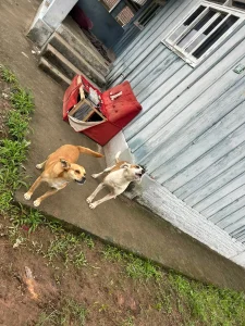 Mulher é presa por suspeita de abandonar dois cães em imóvel vazio em Blumenau