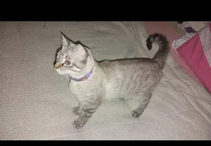 Moradora procura gata desaparecida no bairro Budag em Rio do Sul