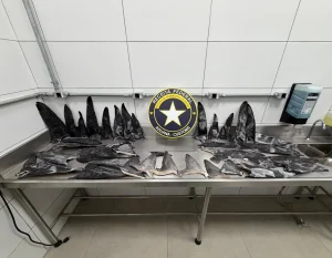 Receita Federal apreende mais de 17 toneladas de barbatanas de tubarão em porto de Santa Catarina
