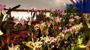 Meri Turismo desembarca na Festa das Flores, no dia 21 de novembro