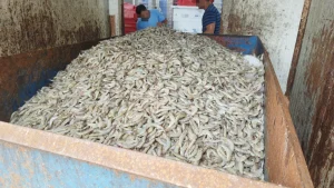 Cerca de 13 toneladas de pescados impróprios para consumo são descartadas em SC