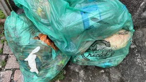 Uso incorreto dos sacos verdes contamina recicláveis e dificulta coleta e triagem em Rio do Sul