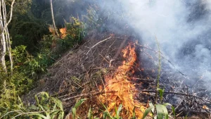 Incêndio de grandes proporções ameaça lavoura pronta para colheita no Alto Vale