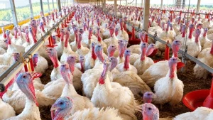 Agricultura confirma foco de doença de Newcastle em Santa Catarina